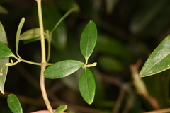 Alyxia sinensis