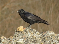 Corvus corone