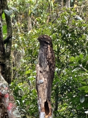 Nyctibius aethereus