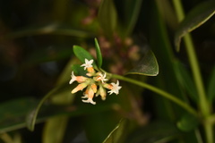 Alyxia sinensis