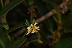 Alyxia sinensis