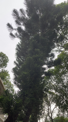 Araucaria