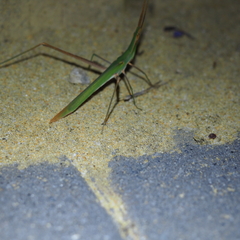 Acrida conica