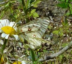 Parnassius clodius