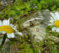Parnassius clodius