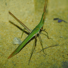 Acrida conica