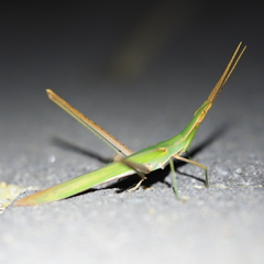 Acrida conica