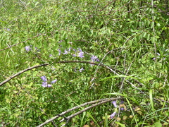 Campanula glomerata