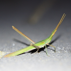 Acrida conica