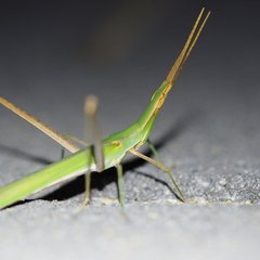 Acrida conica