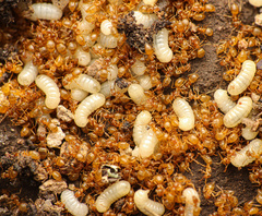Lasius sitiens