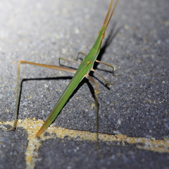 Acrida conica