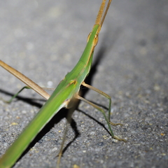 Acrida conica