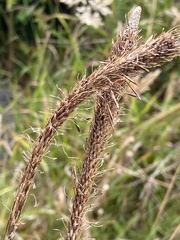 Carex phleoides