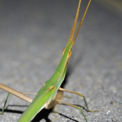 Acrida conica