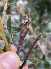 Periploca ceanothiella