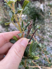 Periploca ceanothiella