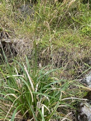 Carex phleoides