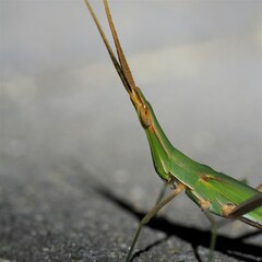 Acrida conica