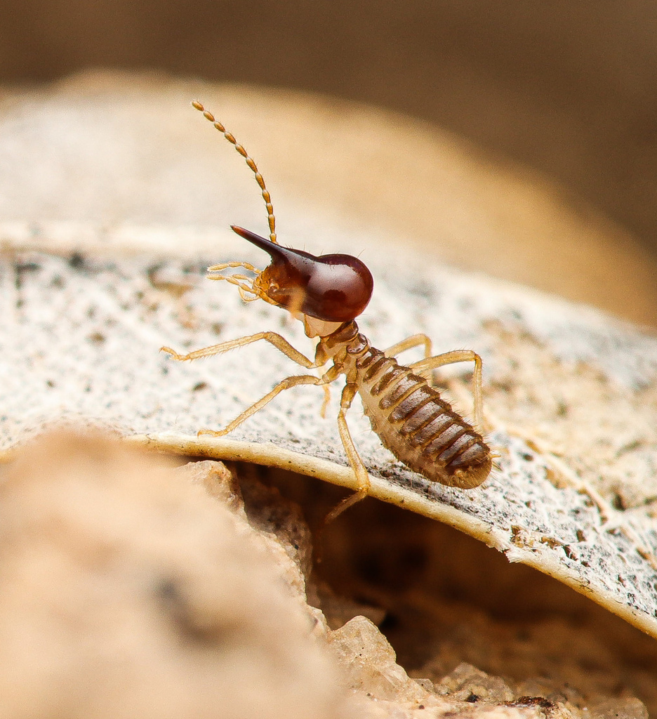 Tenuirostritermes tenuirostris