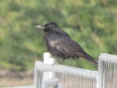 Corvus corone