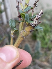 Periploca ceanothiella
