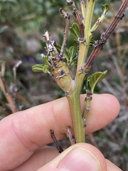 Periploca ceanothiella