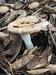 Russula californiensis