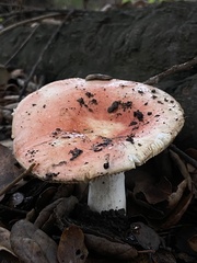 Russula californiensis