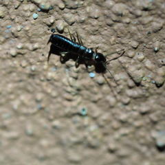 Anisolabididae