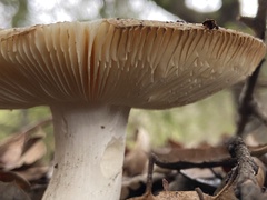Russula californiensis