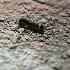 Anisolabididae