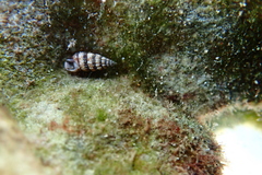 Cerithium boeticum