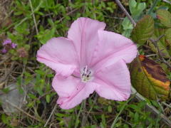 Convolvulus cantabrica