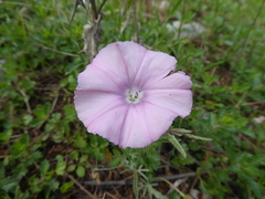 Convolvulus cantabrica