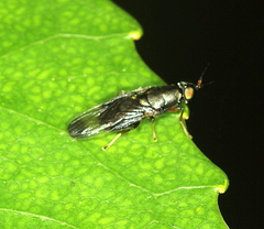 Dysbiota
