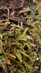 Scleropodium obtusifolium