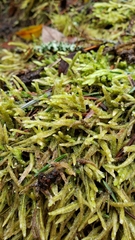 Scleropodium obtusifolium