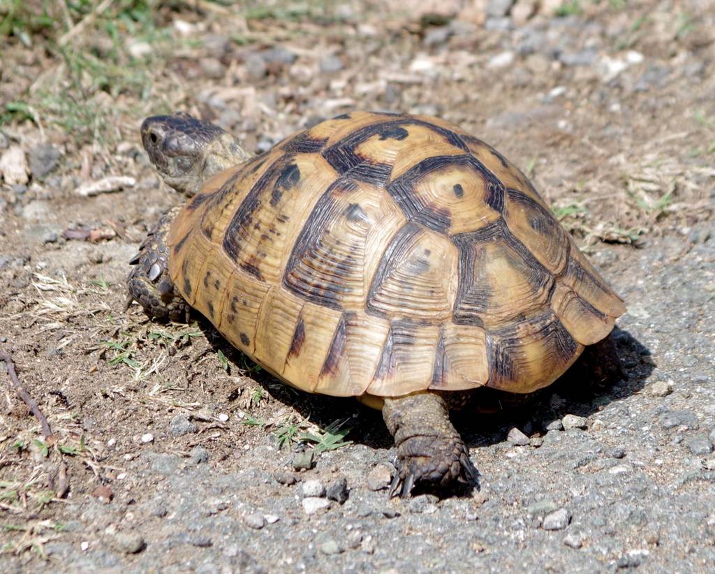 Tortue grecque (tortue mauresque) (Testudo graeca)