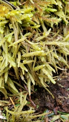 Scleropodium obtusifolium