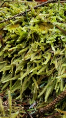 Scleropodium obtusifolium