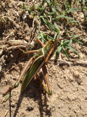 Staleochlora viridicata