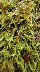 Scleropodium obtusifolium