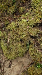 Scleropodium obtusifolium