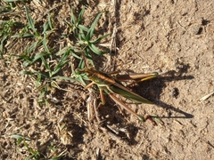 Staleochlora viridicata