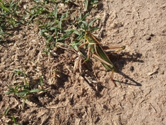 Staleochlora viridicata