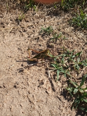 Staleochlora viridicata