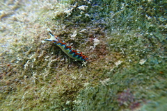 Thuridilla neona