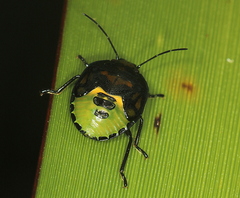 Glaucias amyoti
