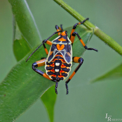 Pachylis nervosus